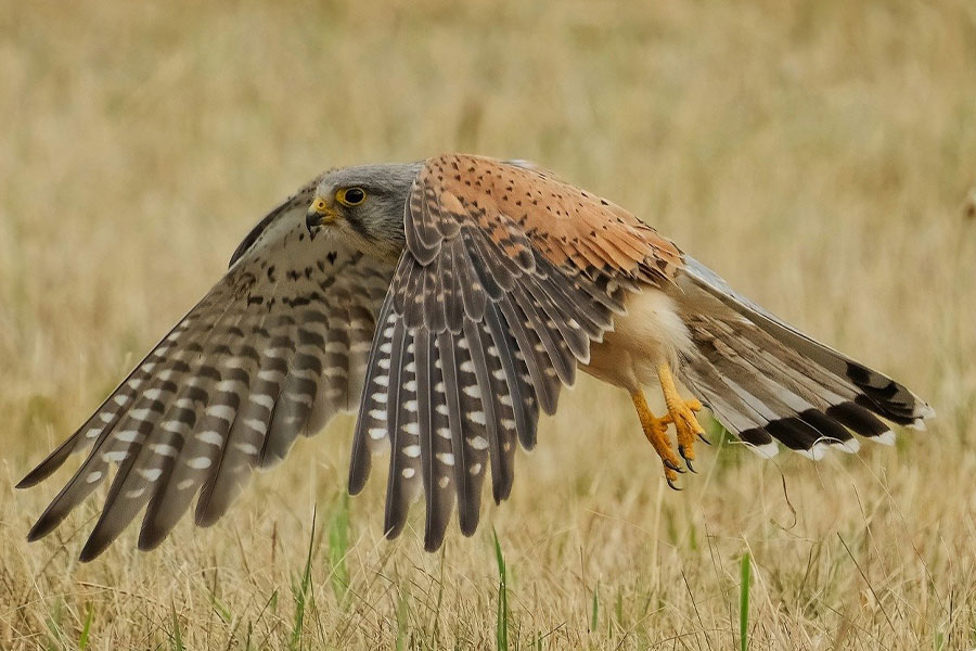 Common kestrel small bird