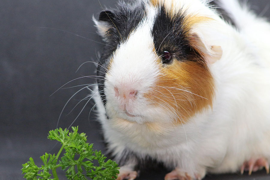 Conejillo de indias tricolor