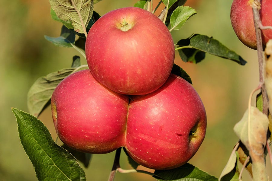 Striking photo of the two lower apples