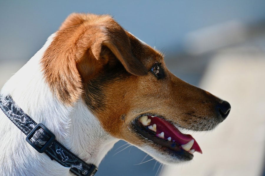 Jack russel terrier pet dog