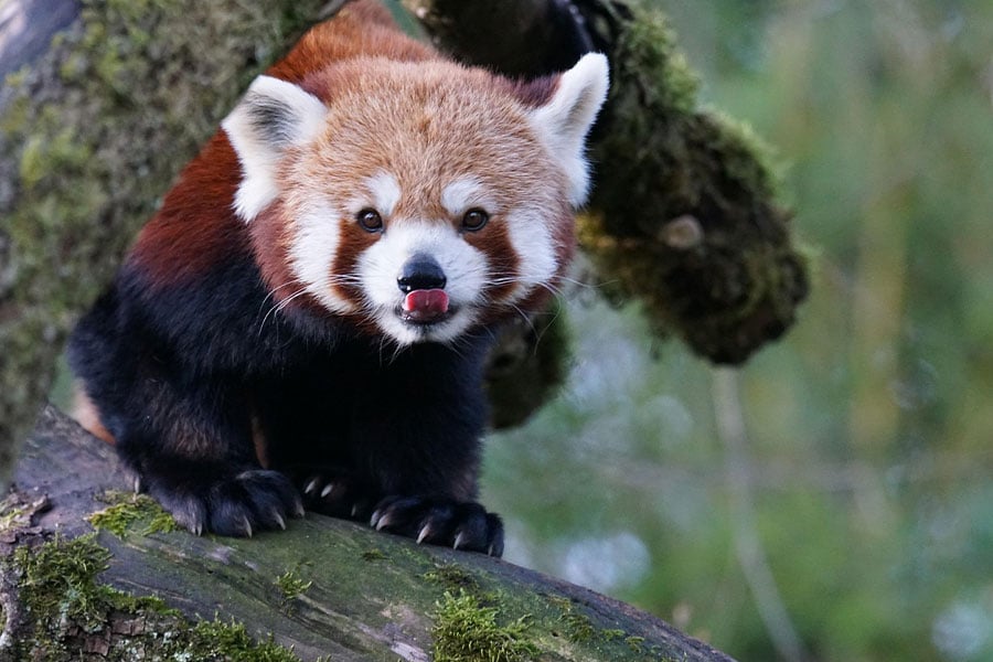 Striking reddish brown coat long ringed tail panda