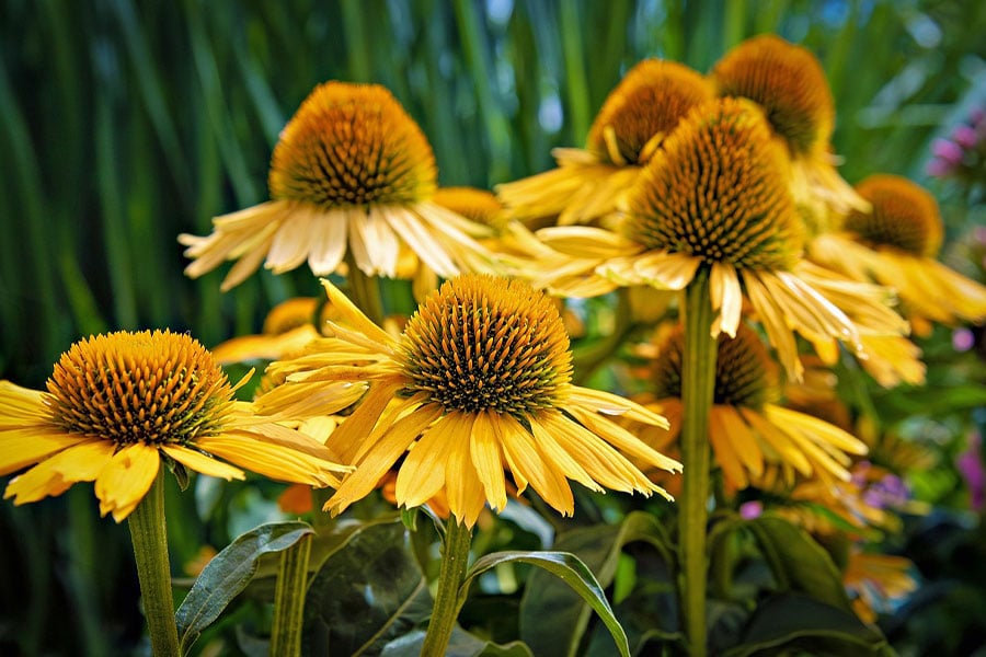 Yellow cone flower with unique appearance