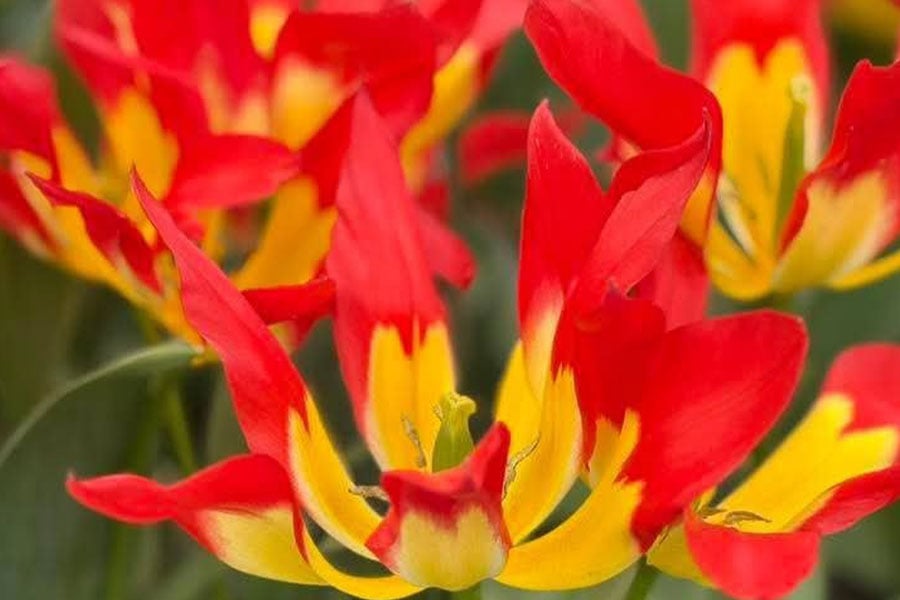 Look like tulipa flames mystery