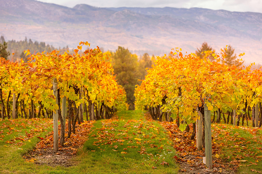 The golden yellow grapevines in Kelowna