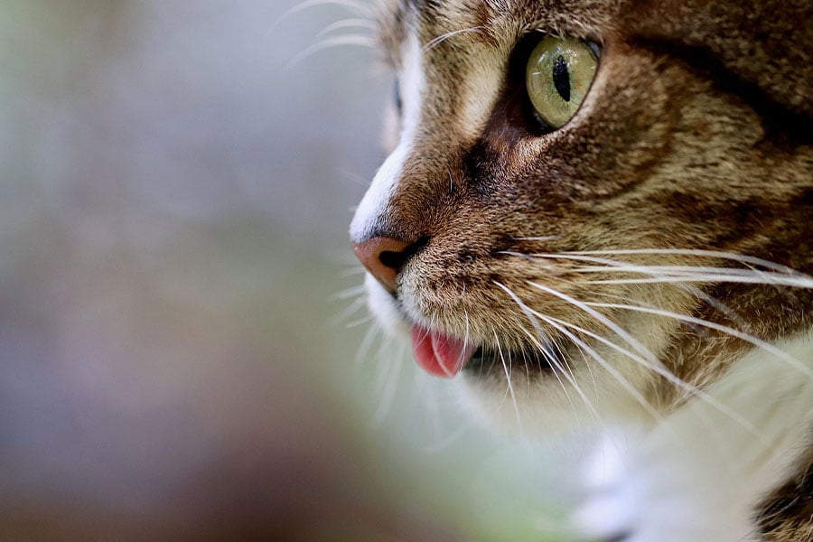 Primer plano de un gato con la lengua apenas visible.