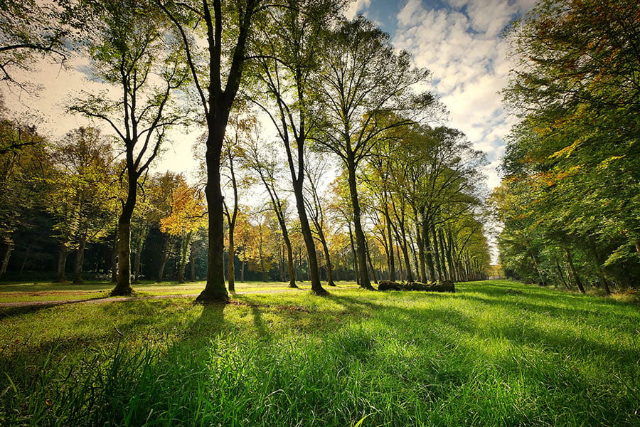 Beautiful wooden landscape green lawn