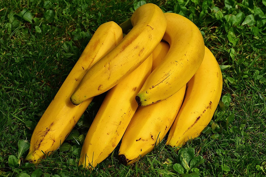 Bananenbündel der Sorte Cavendish