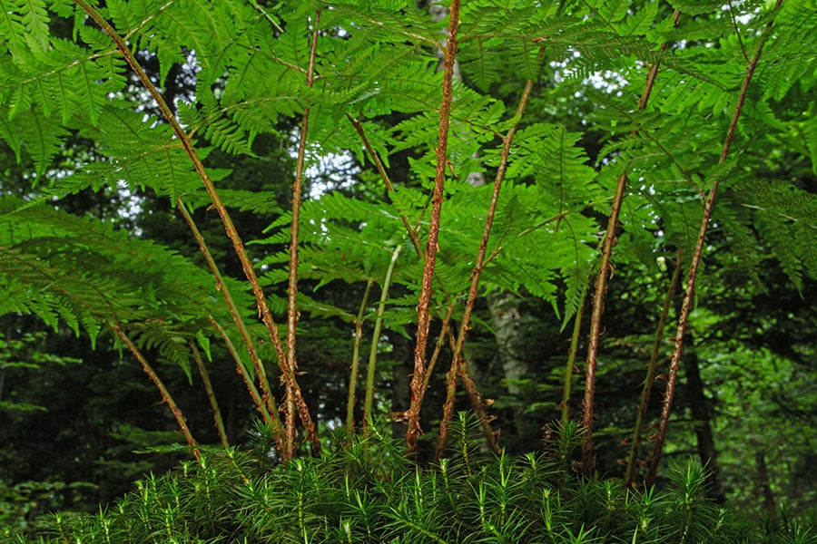 Zeigt einen wunderschönen Wald mit markanten Pflanzenarten