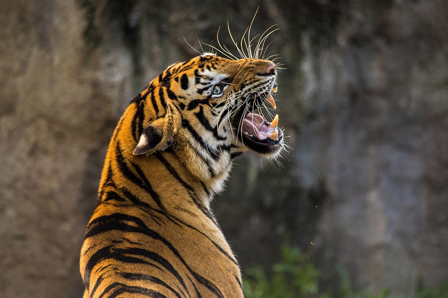 Tigre rugiente y bostezando