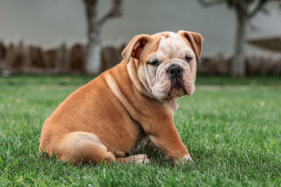 cucciolo di bulldog inglese dal corpo tozzo