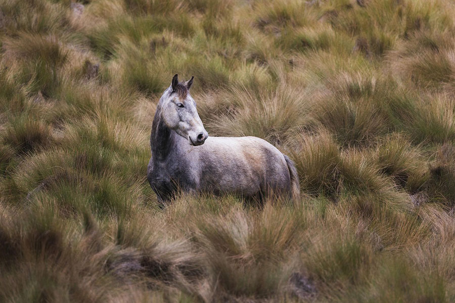 Cheval sauvage à Antisana, en Équateur