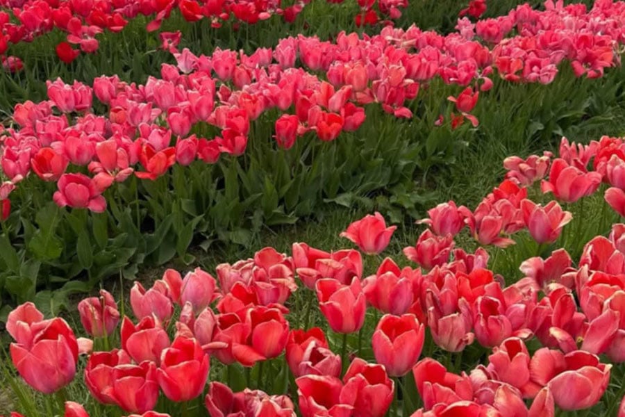 Ogromne pole kwitnących tulipanów