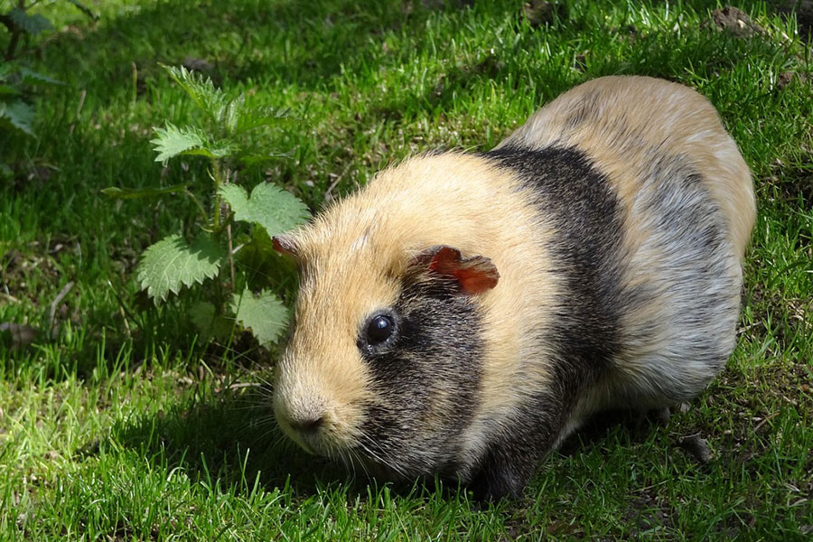 Meerschweinchen cavia porcellus