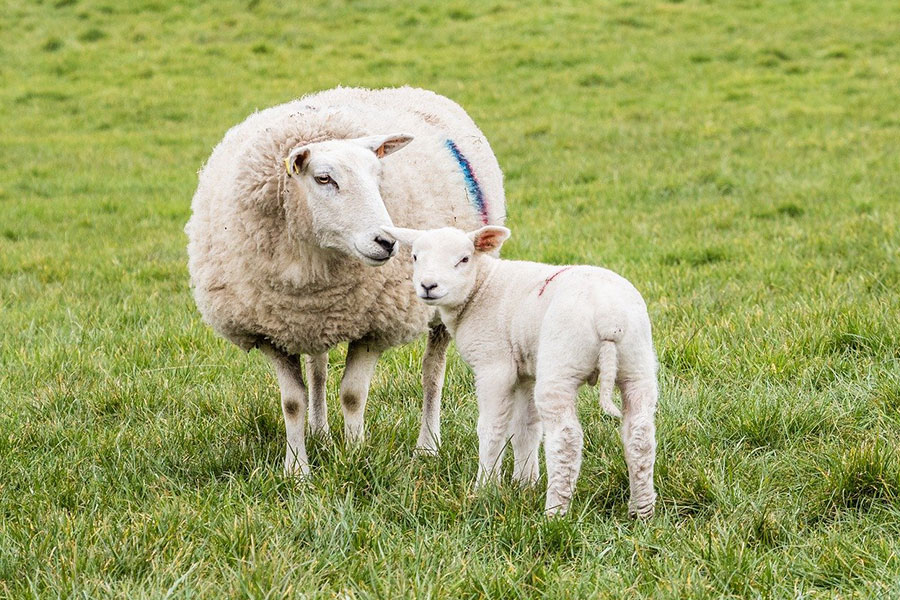 Une brebis Texel et son agneau