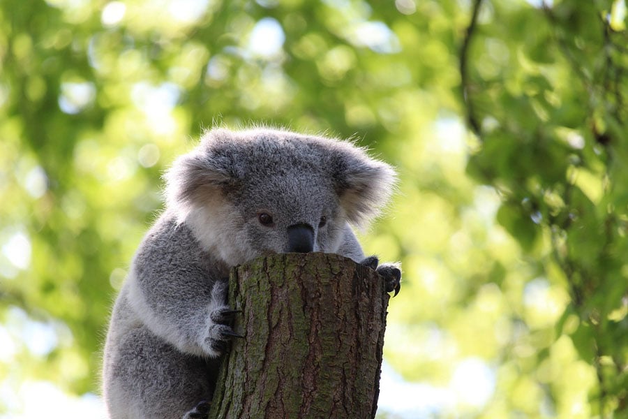 Iconico marsupiale originario dell'Australia