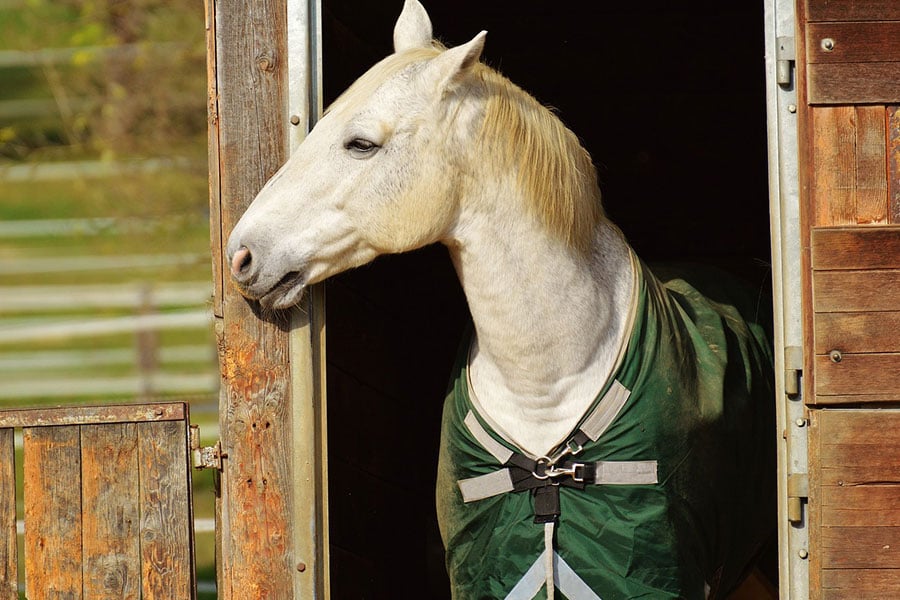Cavallo bianco in piedi con coperta verde