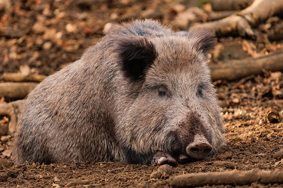 Sus scrofa sanglier animal