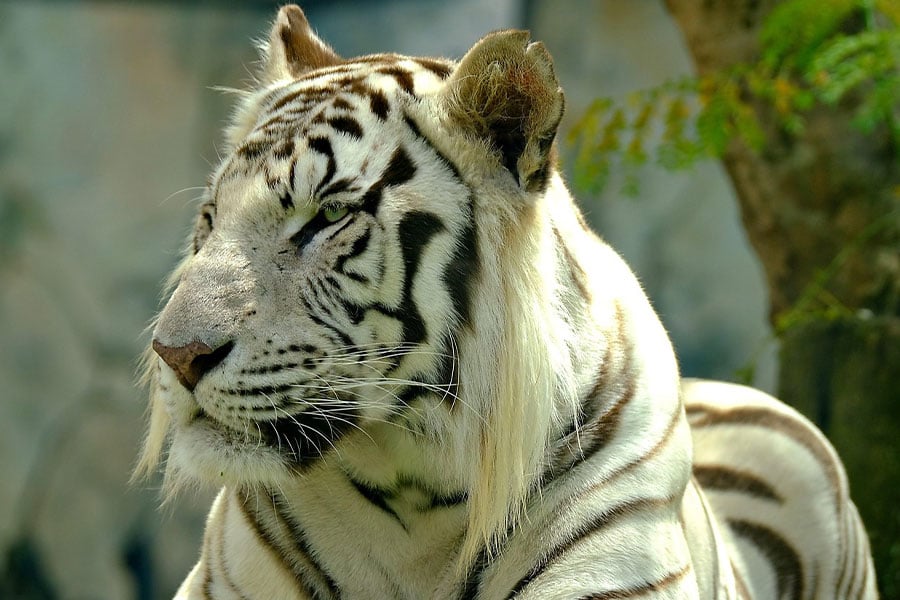 Seltene weiße Farbe Bengaltiger
