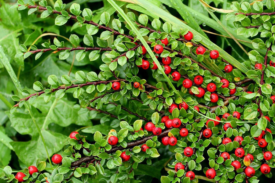 Dwarf cotoneaster horizontalis