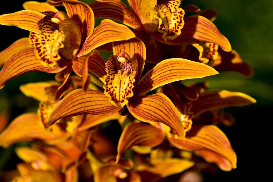 Bellissima orchidea cymbidium con fiori rigogliosi
