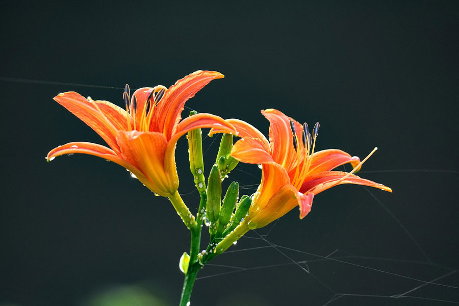 Les fleurs sont des hémérocalles de l'espèce Hemerocallis fulva.