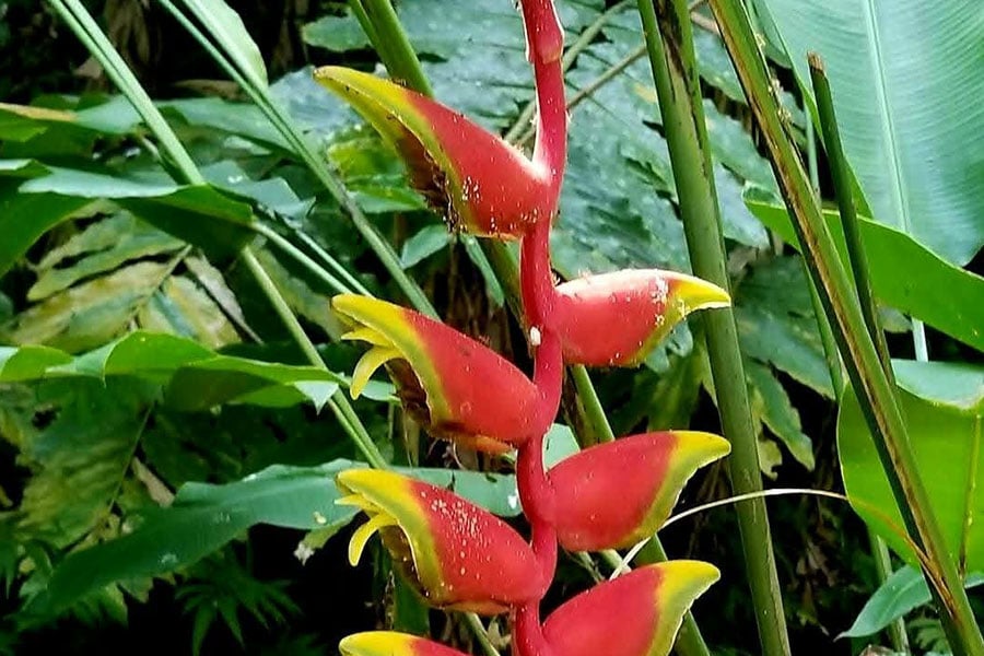 Die Heliconia rostrata-Pflanze