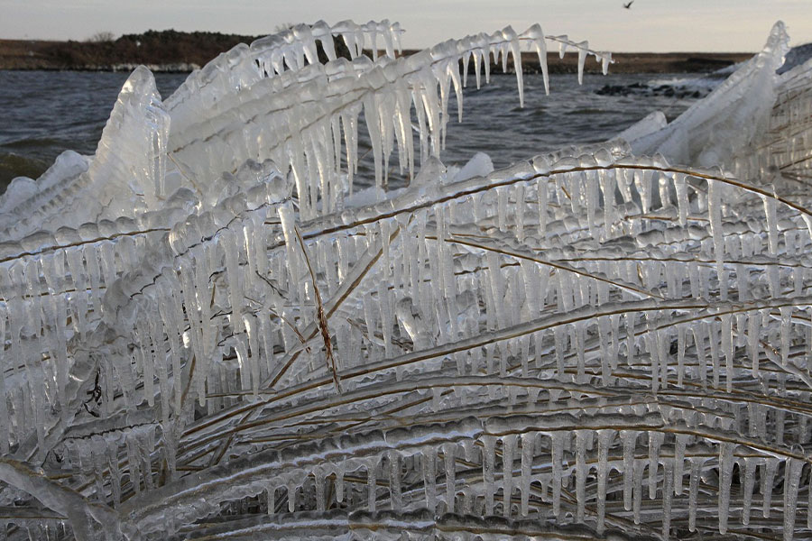 Mit Eisskulpturen bedeckte Schilfstängel