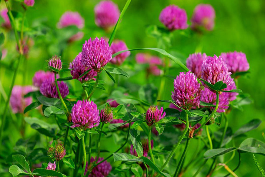 fleurs roses de trèfle