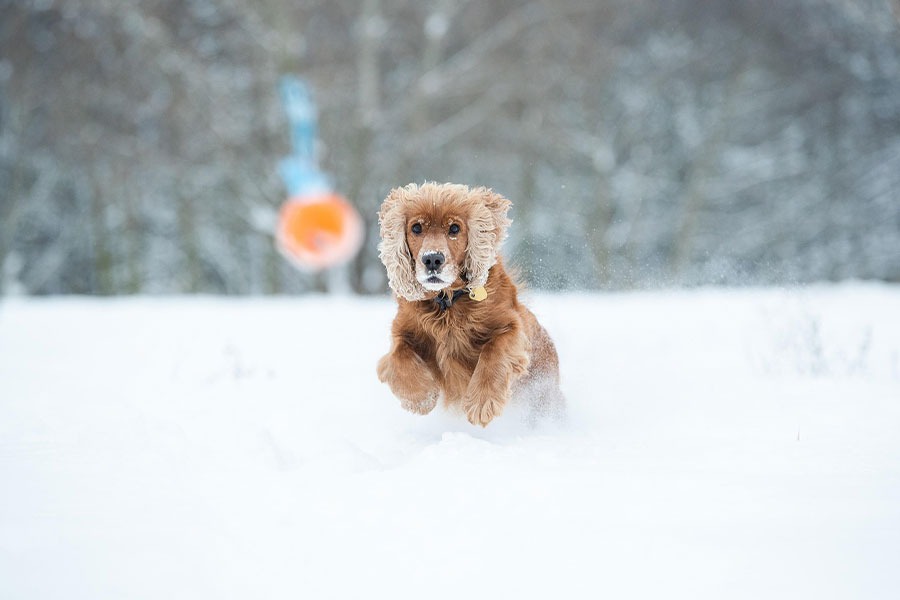 Cocker spaniel hond die in de sneeuw speelt