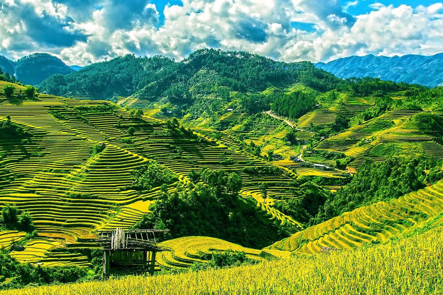 rizières en terrasses de Mu cang chai