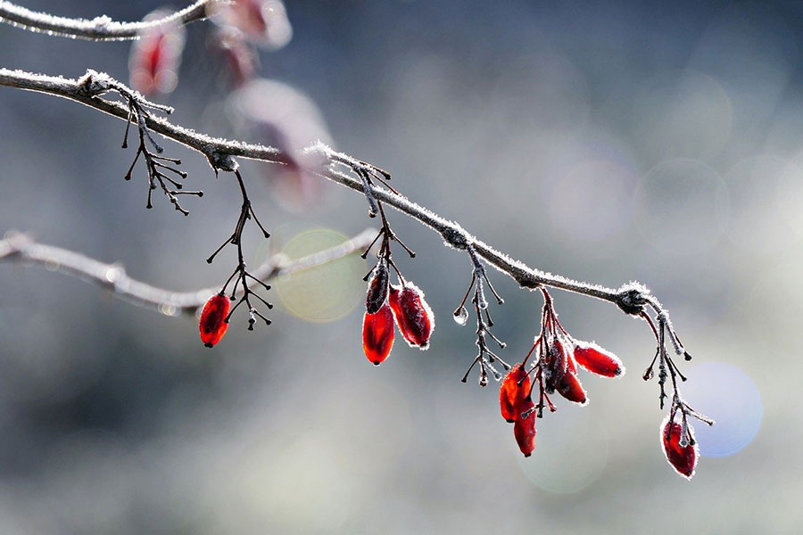 Koreaanse berberis bedekt met rijp