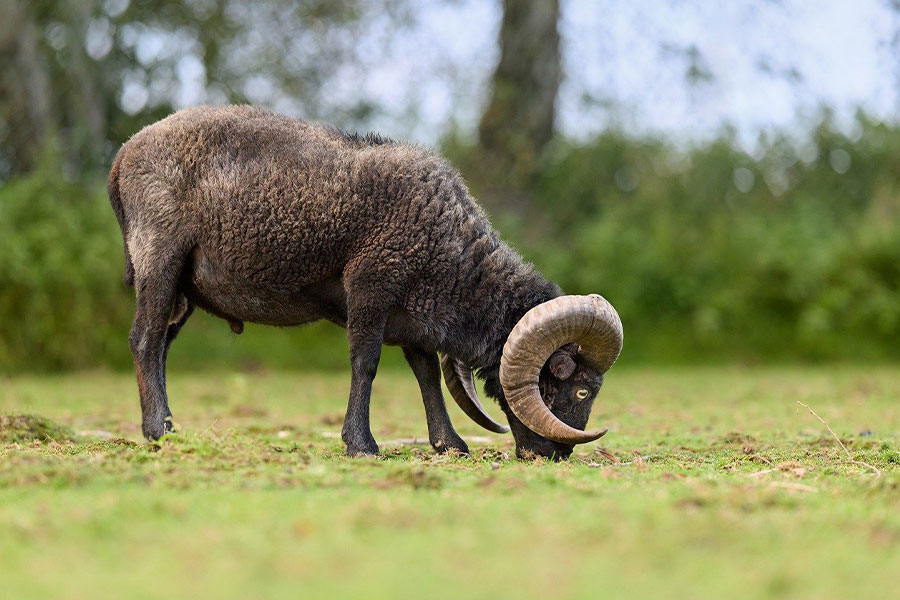 Ram van een Ouessant-schaap