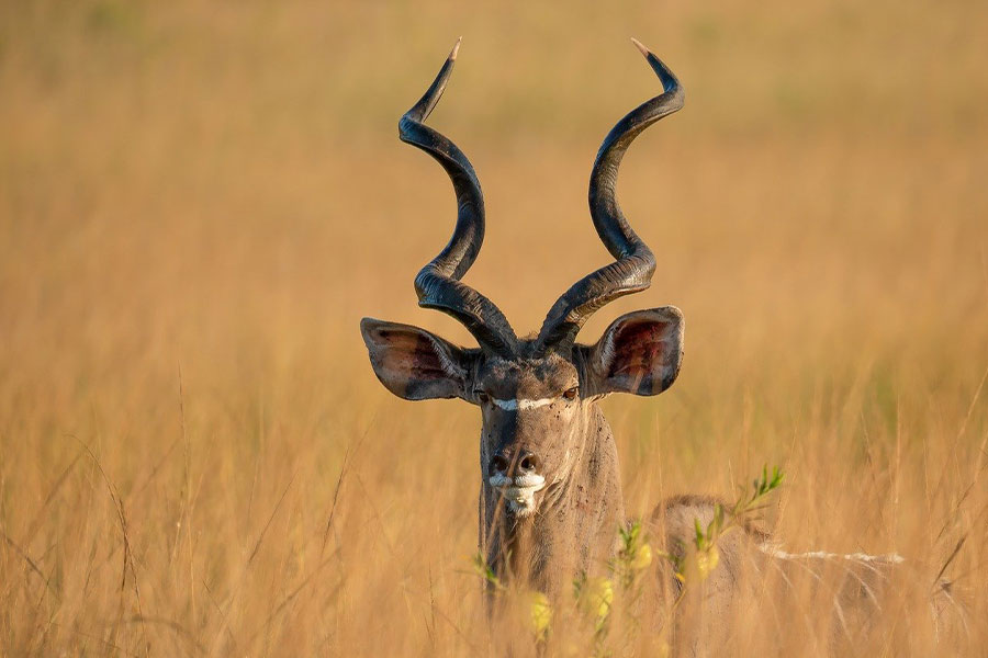 Grote mannelijke koedoe antilope I