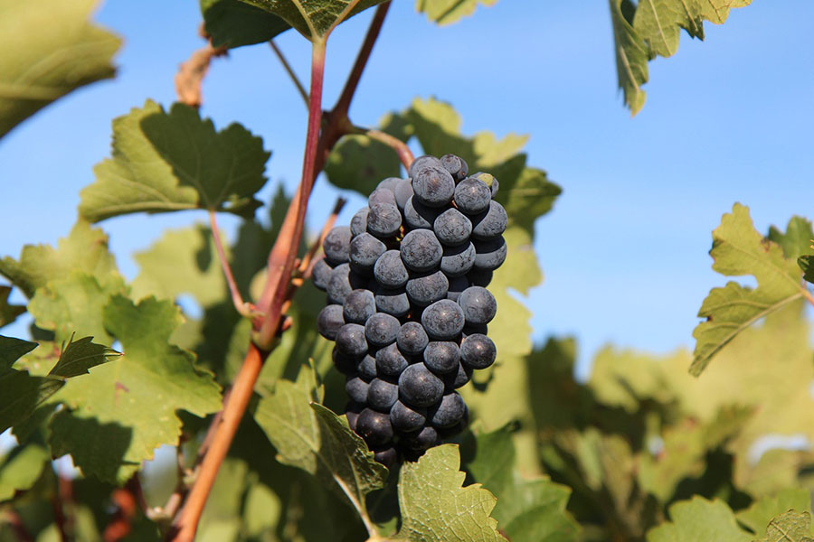 vino d'uva merlot