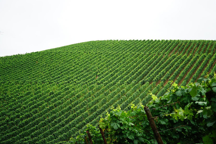 Ein Weinberg, wo Weinreben