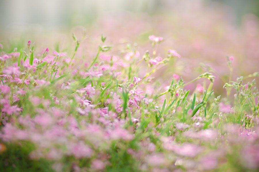 parterre de fleurs de mousse sauvage rose