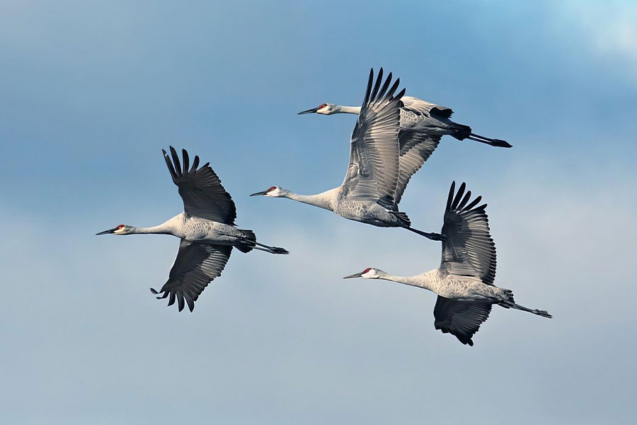 Gruppe fliegender Florida-Kanadier-Kraniche