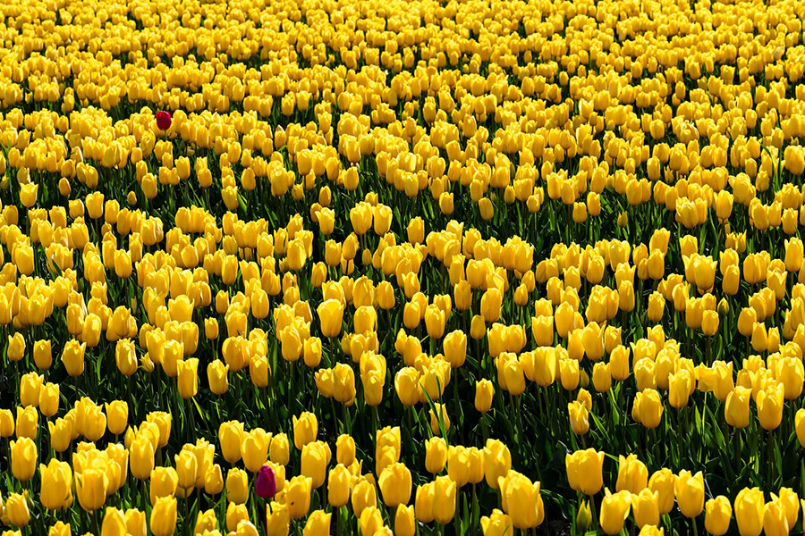 Tysiące żółtych kwiatów tulipanów