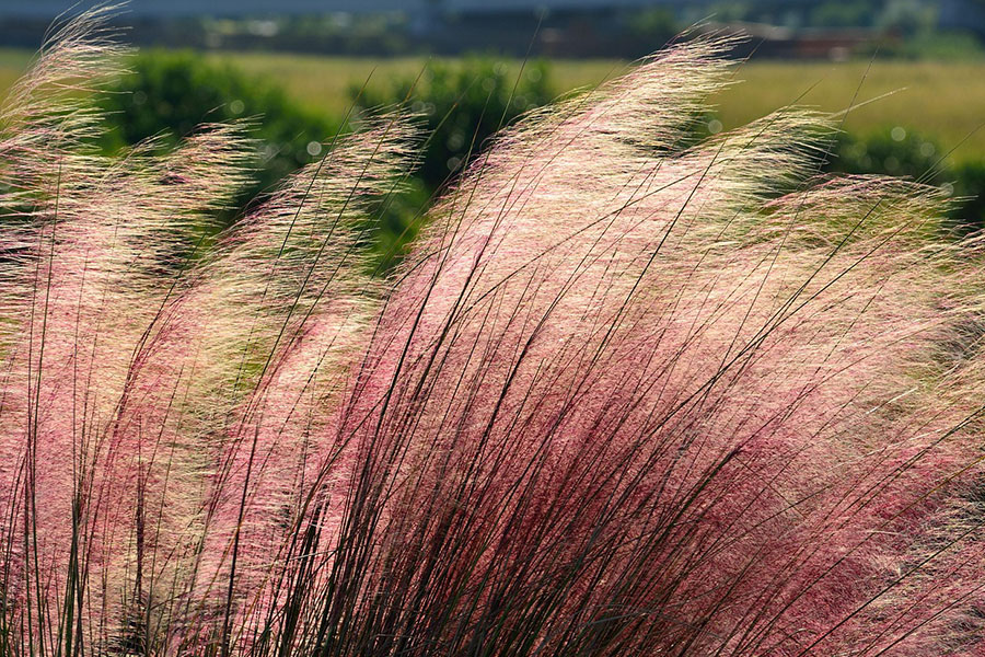 Pink muhly ornamental grass