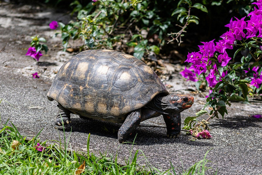 roodvoetschildpad