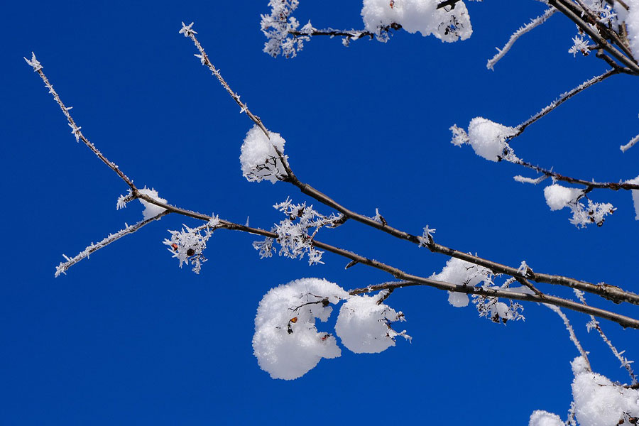 Ramas nevadas bajo el cielo azul