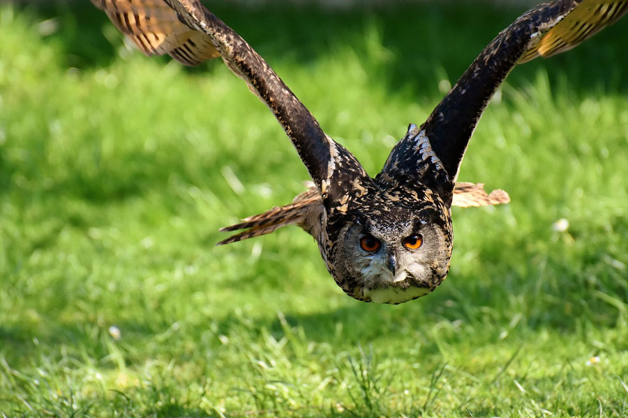 Un gufo reale eurasiatico noto anche come bubo