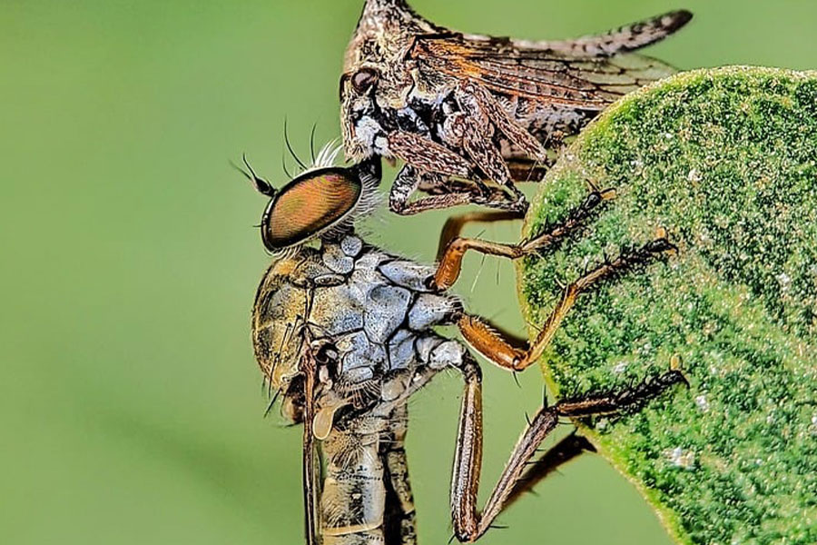 La mosca ladra ha catturato un altro insetto
