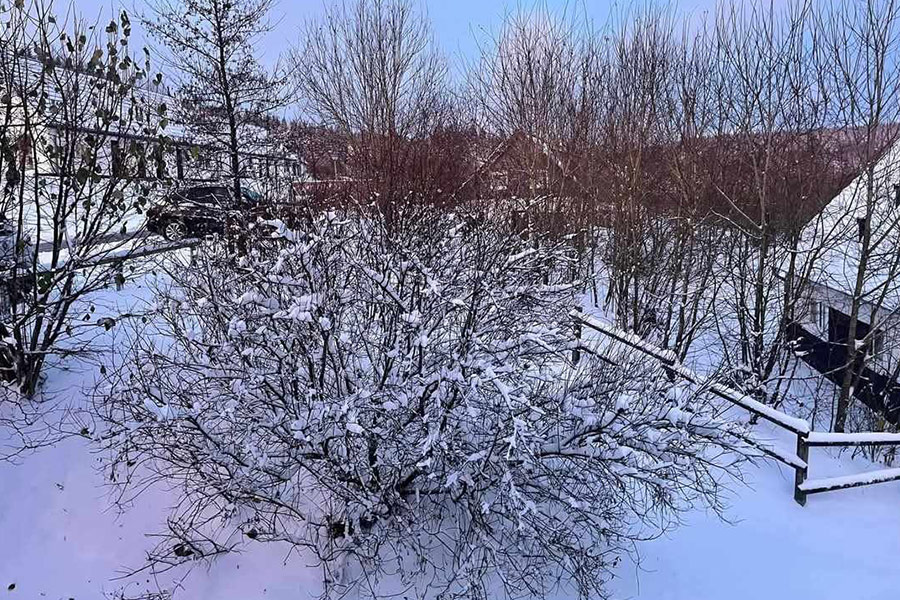 Zimowy śnieg w gałęziach drzew