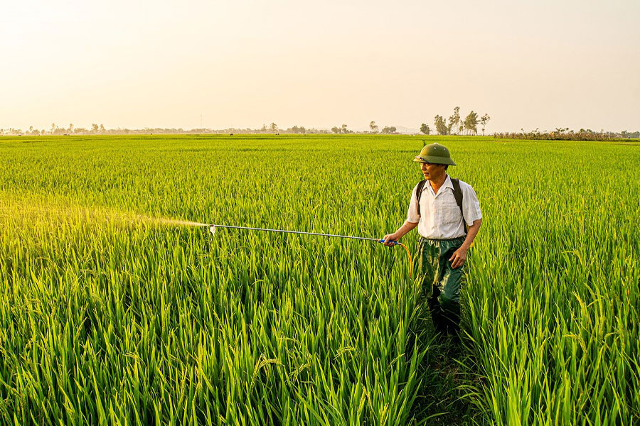 Agricoltore che spruzza pesticidi in una risaia