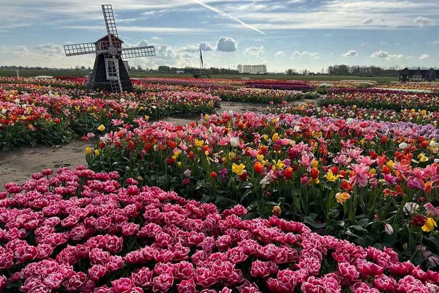 Didiers Tulpe im Garten
