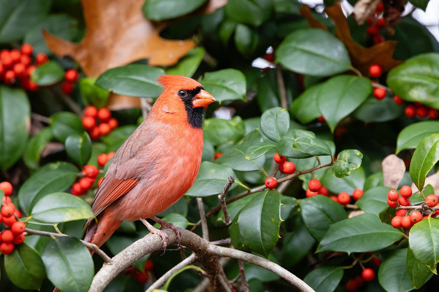 Männlicher Nordkardinalvogel