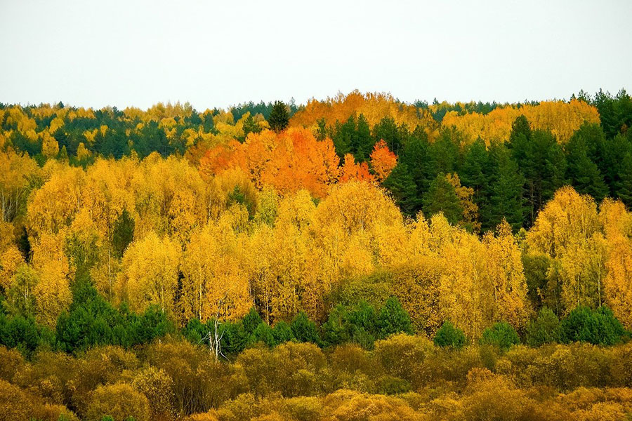 Der Waldherbst zeichnet sich durch leuchtende Blätterfarben aus.