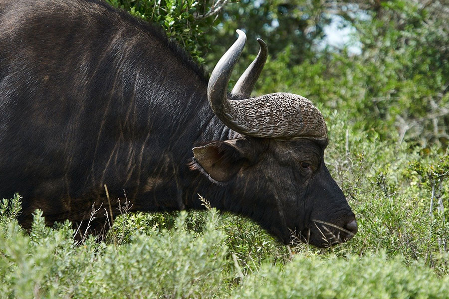 Le buffle d'Afrique, également appelé buffle du Cap