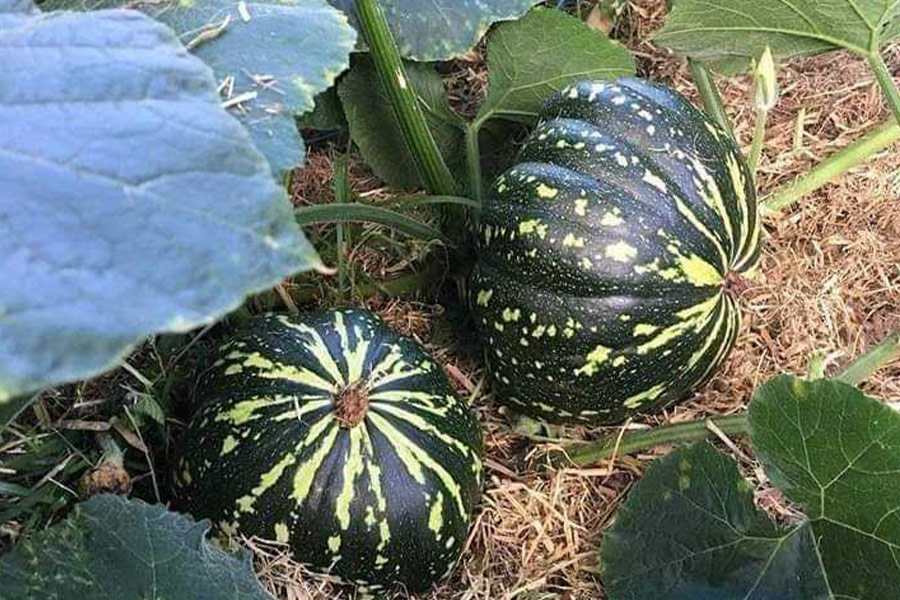Fattoria di zucche ibride
